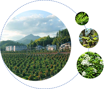多年苗木種植經(jīng)驗(yàn)